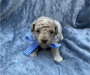 Poodle (Toy) Puppy for sale in JEFFERSONVILLE, IN, USA