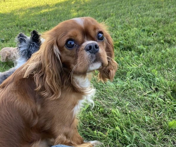 Medium Photo #1 Cavachon Puppy For Sale in BREMEN, IN, USA