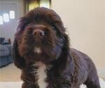 Small #1 Cocker Spaniel
