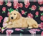 Small Photo #10 Golden Retriever Puppy For Sale in GORDONVILLE, PA, USA