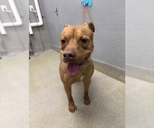 Mutt Dogs for adoption in Las Vegas, NV, USA