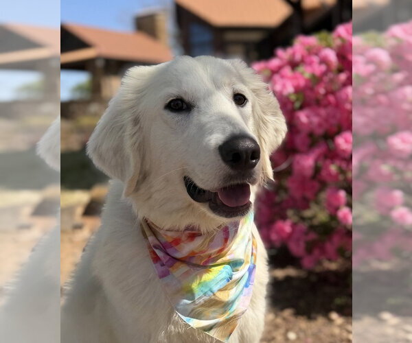 Medium Photo #1 Great Pyrenees Puppy For Sale in Dallas, TX, USA