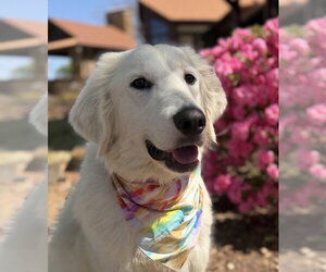 Great Pyrenees Dogs for adoption in Dallas, TX, USA