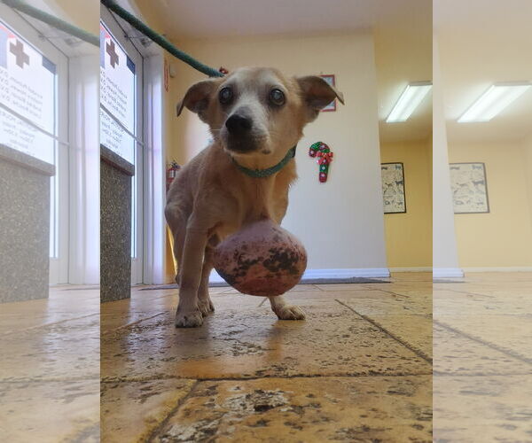 Medium Photo #5 Chihuahua-Unknown Mix Puppy For Sale in Tampa, FL, USA
