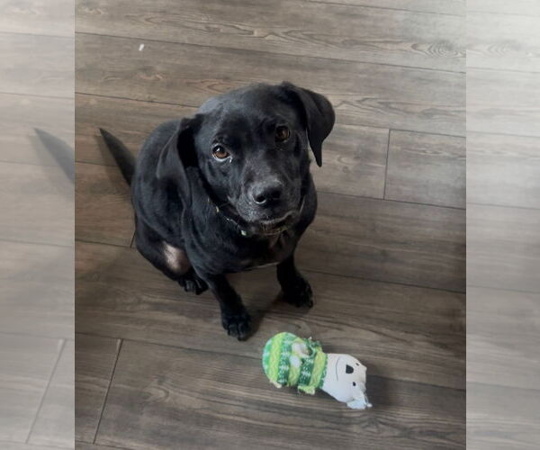 Medium Photo #4 Labbe Puppy For Sale in Mouth Of Wilson, VA, USA