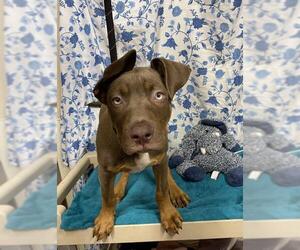 Mutt Dogs for adoption in Modesto, CA, USA