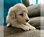 Small #2 Goldendoodle