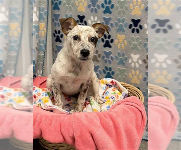 Medium Photo #2 Mutt Puppy For Sale in Rosenberg, TX, USA