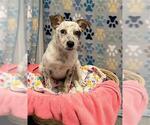 Small #1 Mutt