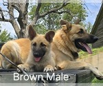 Puppy Buddy German Shepherd Dog