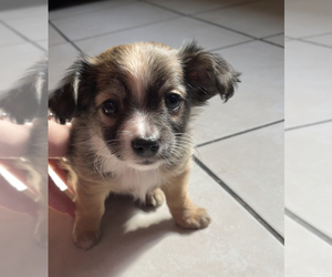 Papillon-Unknown Mix Puppy for sale in MONTEREY PARK, CA, USA