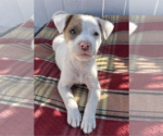 Small #1 American Pit Bull Terrier-Australian Shepherd Mix