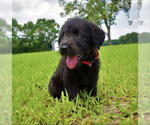 Small Photo #2 Labradoodle Puppy For Sale in WALSTONBURG, NC, USA