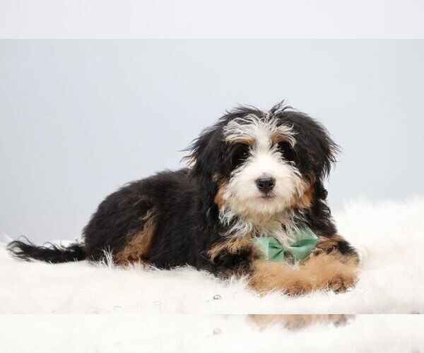 Medium Photo #2 Bernedoodle (Miniature) Puppy For Sale in LIVINGSTON, WI, USA