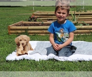 Goldendoodle Puppy for sale in FAIR GROVE, MO, USA