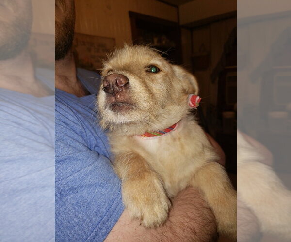 Medium Photo #2 Labrador Retriever-Unknown Mix Puppy For Sale in Aurora, IN, USA