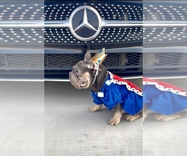 Medium Photo #6 French Bulldog Puppy For Sale in WEST PALM BEACH, FL, USA