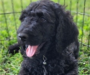 Poodle (Standard) Puppy for sale in SAINT JOSEPH, MO, USA