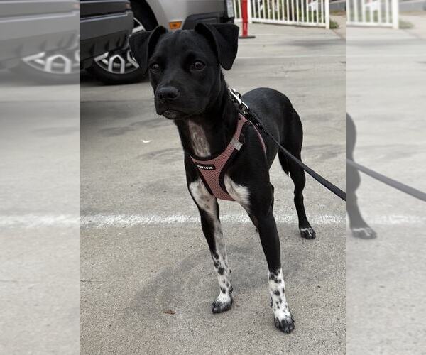Medium Photo #8 Rat Terrier-Unknown Mix Puppy For Sale in San Diego, CA, USA