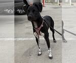 Small #7 Rat Terrier Mix