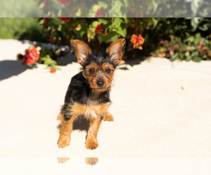 Yorkshire Terrier Litter for sale in NAPPANEE, IN, USA