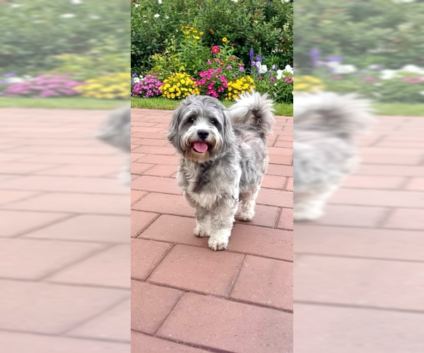 Medium Photo #8 Petit Basset Griffon Vendeen Puppy For Sale in Weston, FL, USA