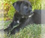 Small #1 Catahoula Leopard Dog-Labrador Retriever Mix