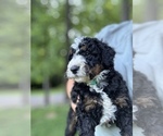 Puppy Roxie Bernedoodle (Miniature)