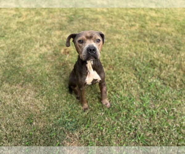 Medium Photo #1 American Pit Bull Terrier-Unknown Mix Puppy For Sale in Grovetown, GA, USA