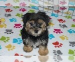 Small Photo #1 Morkie Puppy For Sale in ORO VALLEY, AZ, USA