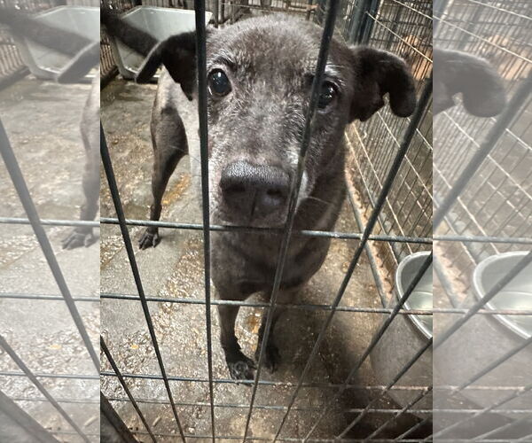 Medium Photo #1 Labrador Retriever-Unknown Mix Puppy For Sale in Jackson, MS, USA