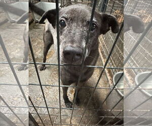 Medium Labrador Retriever Mix