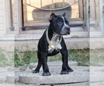 Small Photo #1 American Bully Puppy For Sale in CHAMPAIGN, IL, USA