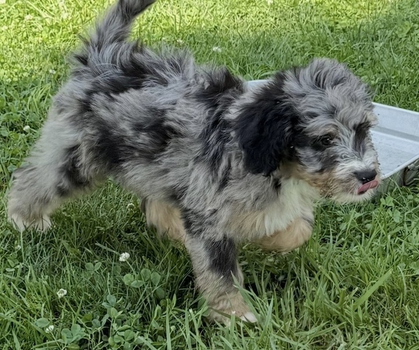 Medium Photo #4 Bernedoodle Puppy For Sale in SPRINGFIELD, OH, USA