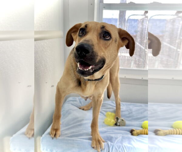 Medium Photo #2 Mutt Puppy For Sale in Estherville, IA, USA