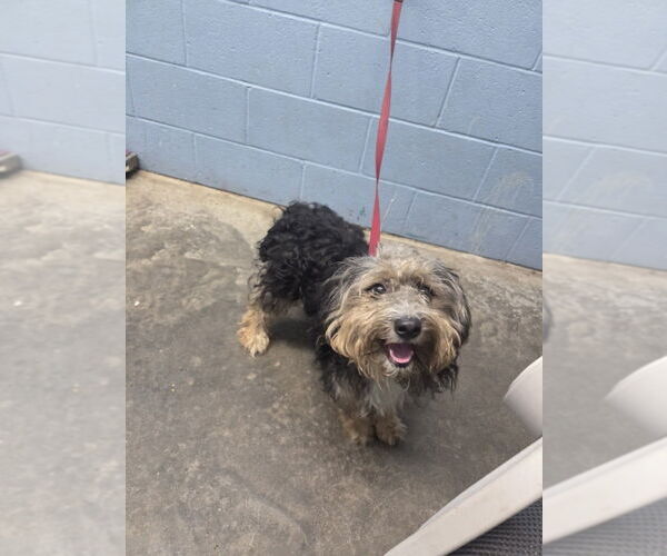 Medium Photo #2 Mutt Puppy For Sale in Evansville, IN, USA