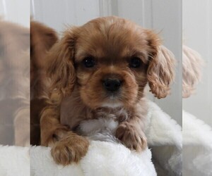 Cavalier King Charles Spaniel Puppy for sale in CARLISLE, KY, USA