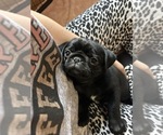 Puppy Cecelia Pug