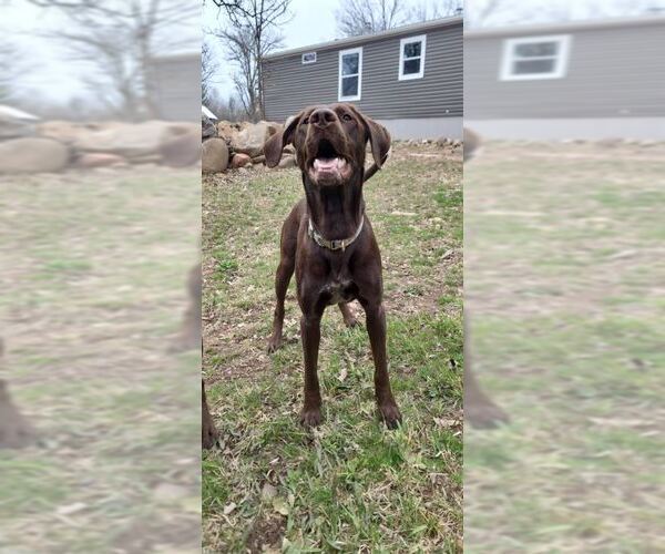 Medium Photo #4 Lab-Pointer Puppy For Sale in Farmington, MN, USA