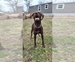 Small #3 Lab-Pointer