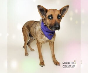 German Shepherd Dog-Unknown Mix Dogs for adoption in Corona, CA, USA
