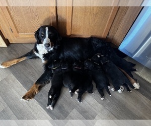 Bernese Mountain Dog Puppy for Sale in EVART, Michigan USA