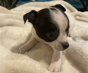 Chihuahua Puppy for sale in CASTLE HAYNE, NC, USA