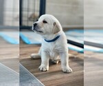 Small Photo #13 Labrador Retriever Puppy For Sale in LAKE WALES, FL, USA