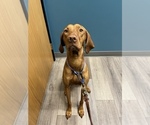 Small Photo #1 Vizsla Puppy For Sale in COLUMBIA, MO, USA