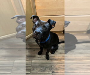 Nacho - Male Labrador Retriever-Unknown Mix Dog for Adoption - Photo #2