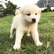 Small Shiba Inu