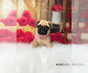 Pug Puppy for sale in RIPLEY, MS, USA