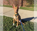 Small American Pit Bull Terrier Mix