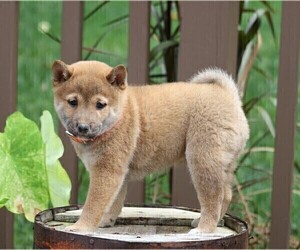 Shiba Inu Puppy for sale in FREDERICKSBG, OH, USA